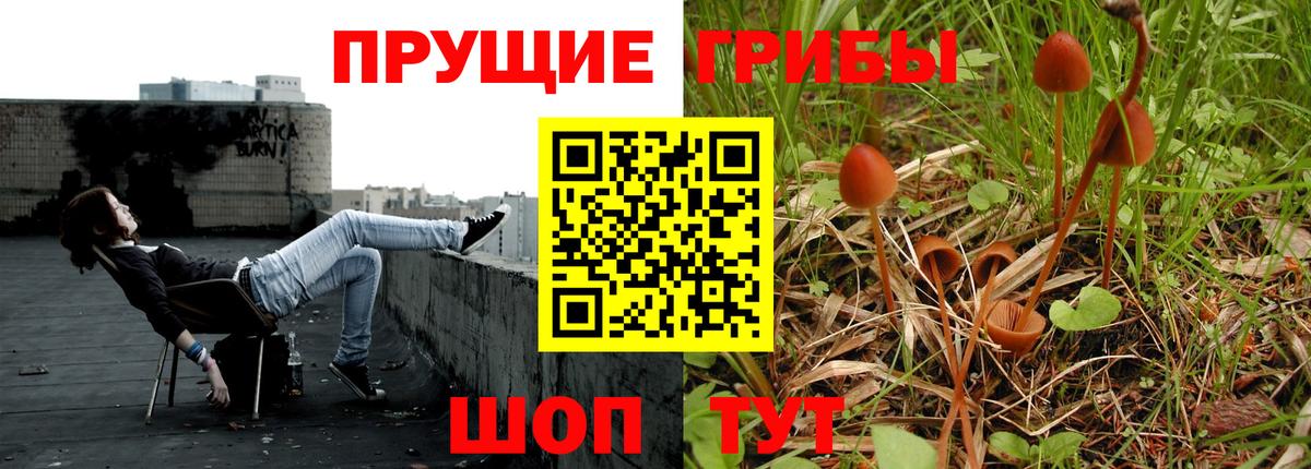 Кудрово  Псилоцибиновые грибы ЛСД  Вход с VPN  Псилоцибиновые грибы прущие грибы 